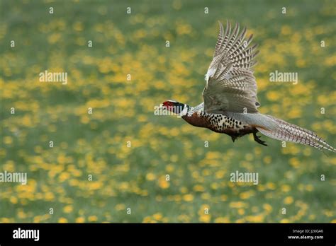 Flying Pheasant Hi Res Stock Photography And Images Alamy