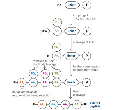 Solid Peptide Synthesis