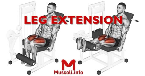 Leg Extension Esercizio Per Quadricipiti Muscoli Info