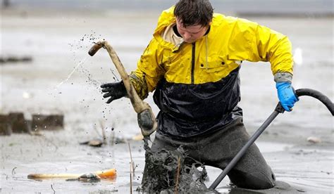 Geoduck farming takes off as demand grows for the odd-looking clam ...