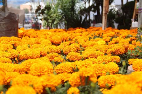 D A De Muertos La Historia Y Simbolismo Del Cempas Chil La Flor Que