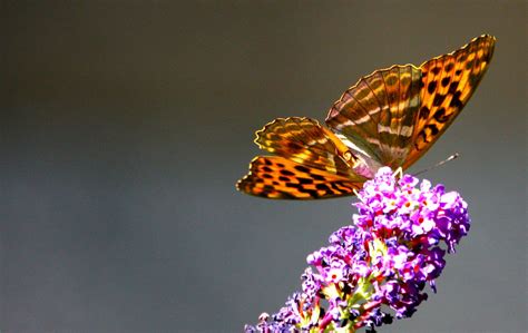 images wing petal color insect fauna invertebrate close