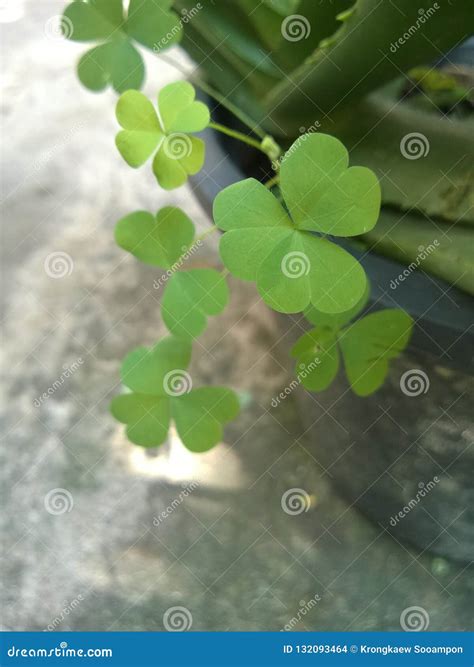 Planting Three Leaf Clover Tree Stock Photo Image Of Tree Three