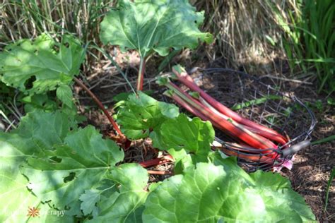 How to Harvest Rhubarb (NEVER Cut It!) - Garden Therapy