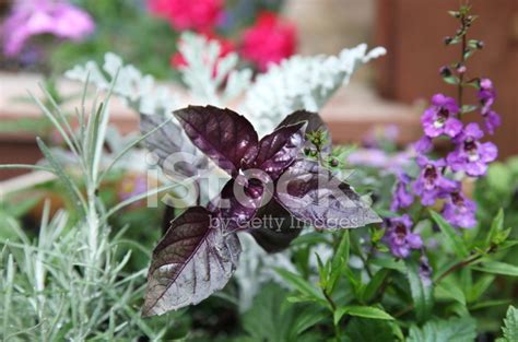 Purple Basil With Flowers Stock Photo | Royalty-Free | FreeImages