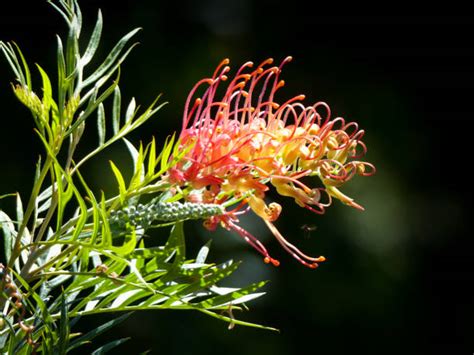 180 Yellow Grevillea In The Australian Bush Stock Photos Pictures