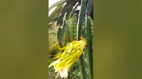 Pitaya Farming Technique 47 Paradiseagro Gardening Dragonfruitgrowing Plant Garden