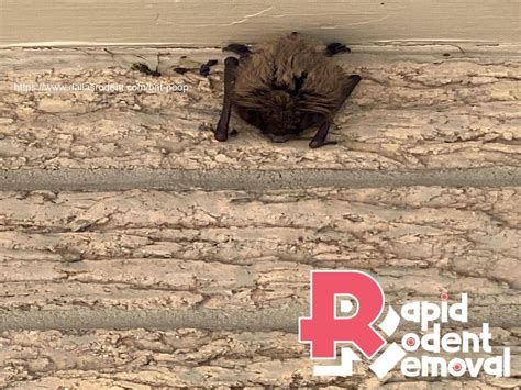 What does bat poop look like — Rapid Rodent Removal