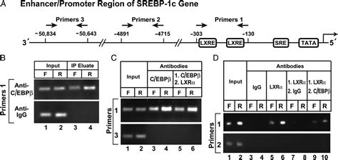 Insulin Induction Of Srebp 1c In Rodent Liver Requires Lxrα Cebpβ