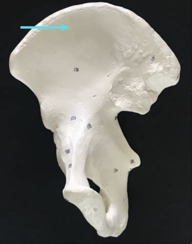 Practical 1 Osteology Flashcards Quizlet