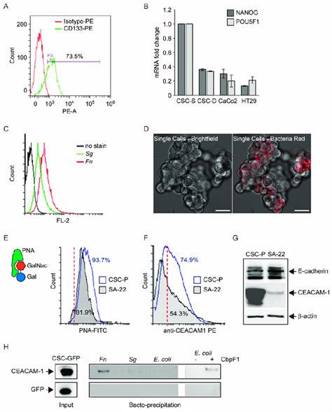 Direct Interaction Between Fn And Spheroidal Colon Cancer Stem Cells