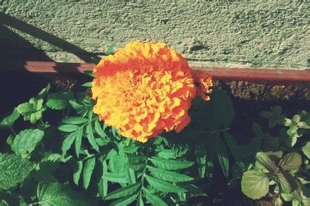 Enredadera De Flores Naranja C Mo Cultivar Y Cuidar Esta Maravilla De