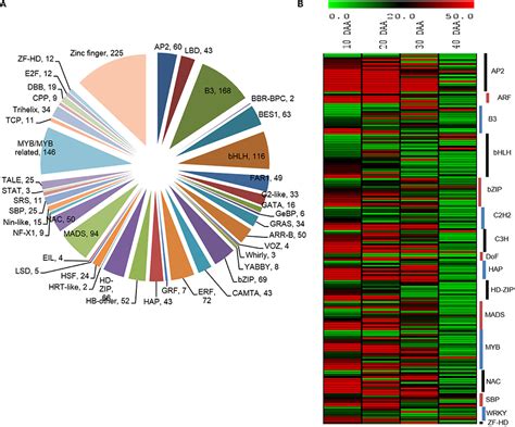 Frontiers Global Transcriptome Analysis Of Developing Chickpea Cicer