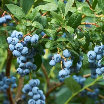 How To Plant Grow And Care For Duke Blueberries