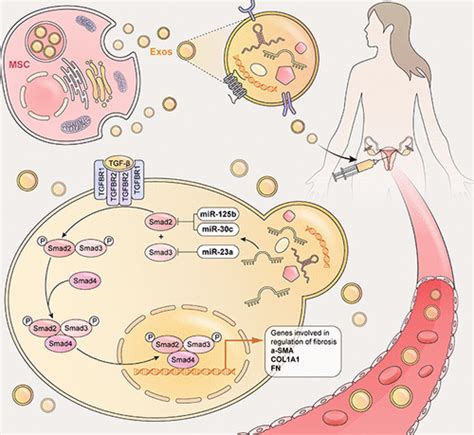 Mesenchymal Stem Cell Derived Exosomes Repair Uterine Injury By Targeting Transforming Growth