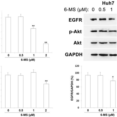 Inhibition Of Egfr Akt Is Involved In Ms Mediated Cytotoxicity In Hcc