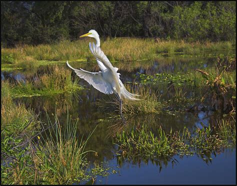 Everglades Wildlife | Raymond Gehman Photography