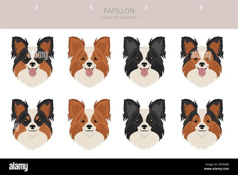 Papillon clipart. Different poses, coat colors set. Vector illustration ...