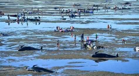 Fresh whale stranding on notorious New Zealand beach