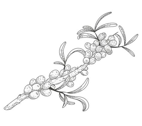 Premium Vector Isolated Sketch Sea Buckthorn Branch With Leaves And