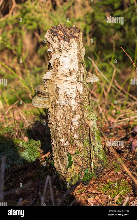 El Hongo De La Yesca Crece En La Madera Muerta Fotograf As E Im Genes