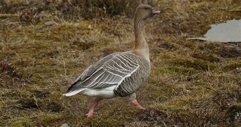 Pink Footed Goose Identification All About Birds Cornell Lab Of