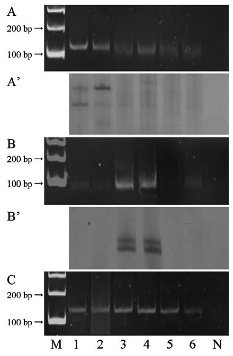 Conventional PARR And PARR SSCP For Unfixed And FFPE Tissues A B