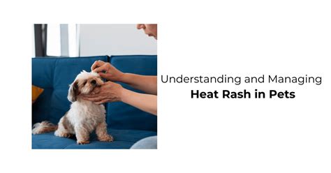 Preventing Heat Rash in Pets During Summer – Waggle