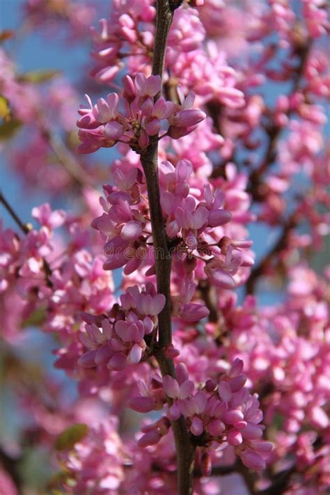 Pink Flowers of Cercis Siliquastrum Tree Stock Image - Image of branches, tree: 109106215