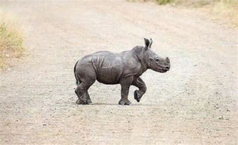 Top 100+ Best Names For Baby Rhinoceroses - PetPress