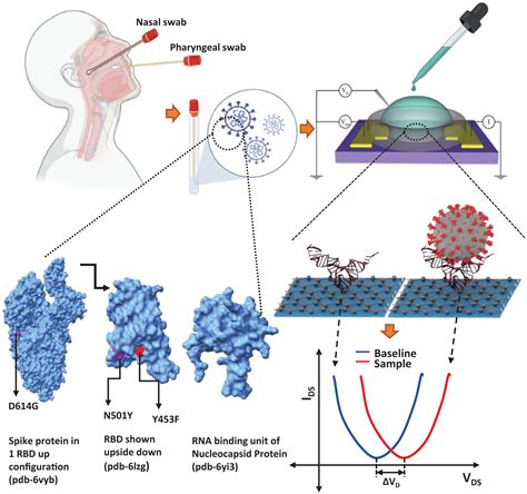 Rapid Self Test Of Unprocessed Viruses Of SARS CoV 2 And Its Variants