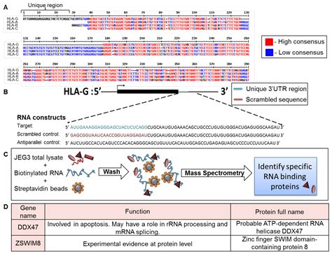 Ijms Free Full Text A Unique Regulation Region In The 3′ Utr Of Hla