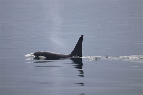 Killer Whales In Iceland Special Tours