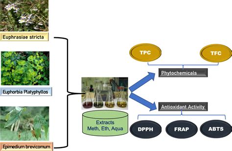 Evaluation Of Phytochemical And Antioxidant Potential Of Various