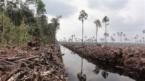 Indonesian deforestation moratorium extended | WWF