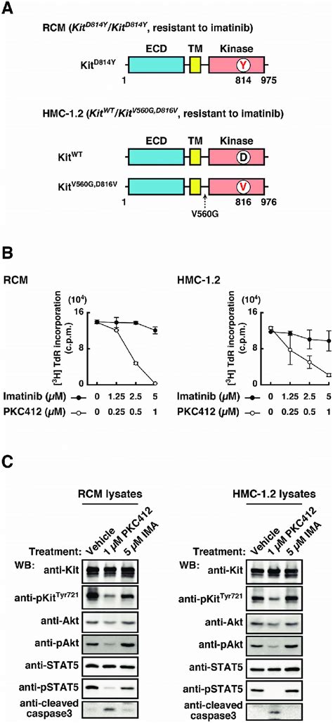 Mutations In The Kit Kinase Domain Confer Imatinib Resistance To