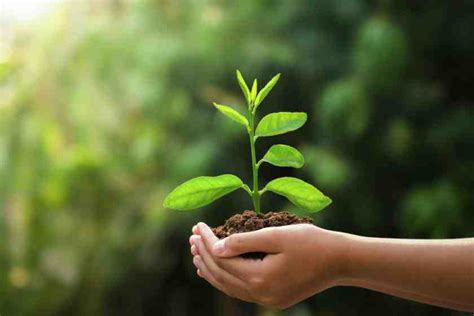 Un Albero Per Ogni Nato Parte La Piantumazione Di 3 800 Alberi