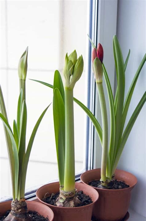 Guide To Growing Amaryllis Outdoors Pots Planting And Care