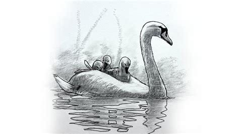 Drawing A Serene Swan With Her Cygnets The Graceful Guardian YouTube