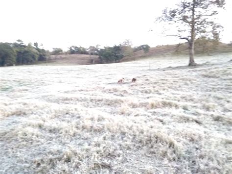 Risco de geada existe mas está perdendo força Rural Clima Safras