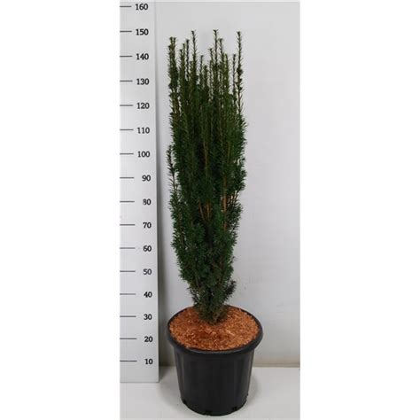 Taxus B Fastigiata 10209472 FloraXchange