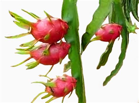 Dragon Fruit Plant Vietnamese Red Gardening And Plants Plants