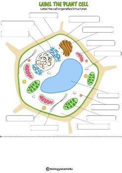 Plant Cell Labeling Worksheet Activity By Biologyexams4u TPT