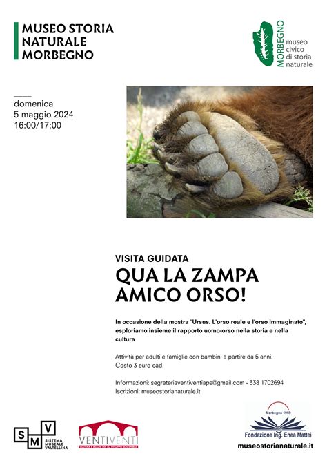 Qua La Zampa Amico Orso Museostorianaturale It