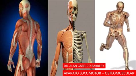 Aparato Locomotor Ra Parte Pptx