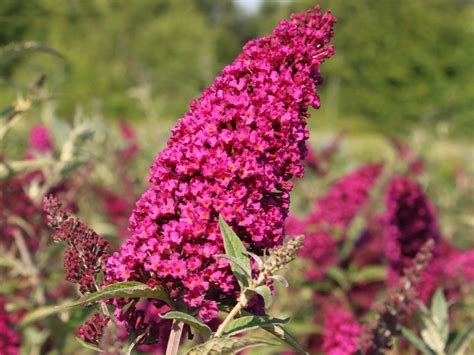 Zwerg Sommerflieder Schmetterlingsstrauch Buzz Velvet Buddleja