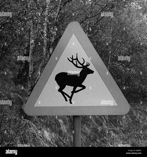 Deer Warning sign Stock Photo - Alamy