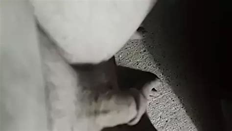 Weiner Porn Videos Gay XXX 2024 XHamster