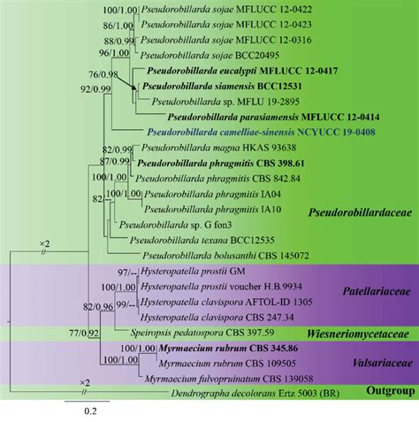 Raxml Tree Generated From Combined Dataset Of Ssu Lsu Its And Rpb