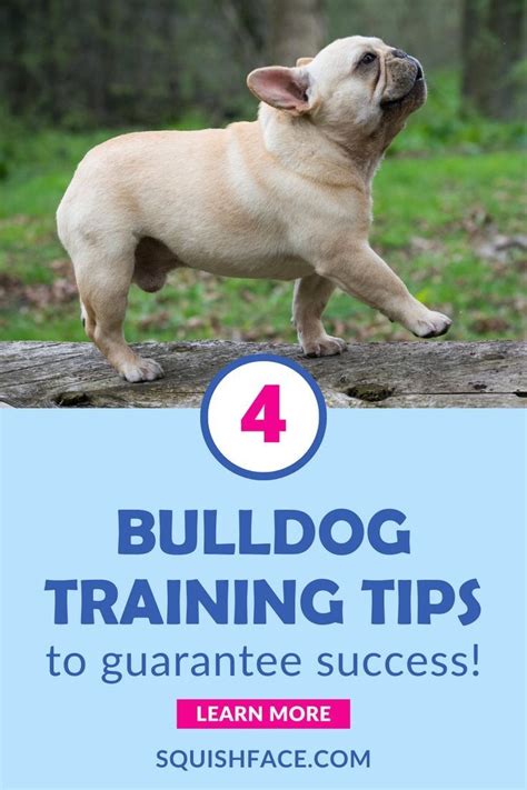 a dog standing on top of a log with the words bulldog training tips to guarantee success